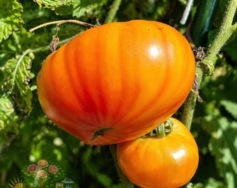 2 Mr Stripey Tomato Live Plants 6–10” 60+ Days Heirloom