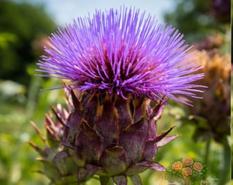 25 Cardoon Seeds Cynara cardunculus NON-GMO Vegetable