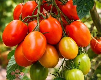 2 Roma Tomato Live Plants 6–10” 60+ Days Sauce Tomato