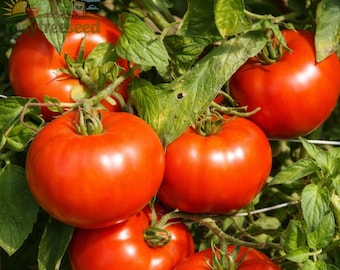 Rutgers Heirloom Tomato Seeds, Determinate Vegetable Garden Plant (50+ Seeds)