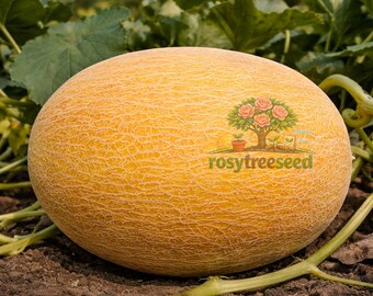50 Ananas Melon Seeds Heirloom Pineapple Melon Huge 5–7lb Very Sweet NON GMO