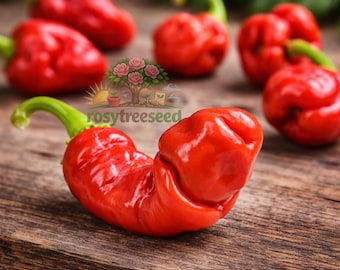 15 Peter Pepper Seeds Heirloom Hot Pepper Unique Shape High Germination