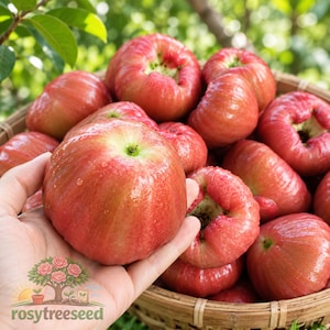 May include: A collection of fresh, bell-shaped wax apples with smooth, glossy, pinkish-red skin piled inside a woven bamboo basket. One piece of fruit is held in the foreground, showcasing its rounded, ribbed shape and light green stem base.