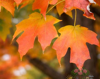 Sugar Maple Tree Live Plant: Acer Saccharum Bare Root Shade Tree