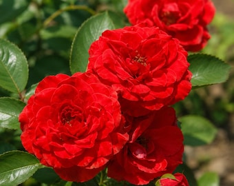 Brilliant Veranda Rose Plant, Red-Orange Floribunda, Compact Patio Rose (4 Inch Pot)