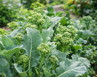 300 Broccoli Raab Seeds Spring Rapini Heirloom NON GMO Fast Harvest
