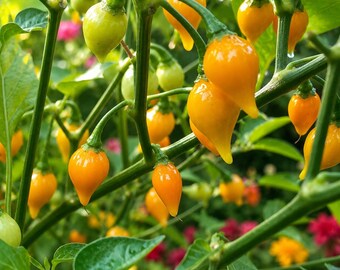 Biquinho Yellow Chili Pepper Plants (3 Pack) – Sweet Citrus Heat, Rare Variety