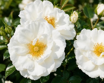 Oso Easy Ice Bay White Landscape Rose, Continuous Bloomer, Hardy Shrub (4" Pot)