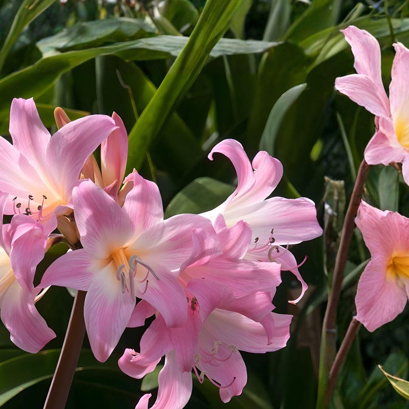 Naked Lady Lily Bulbs Etsy
