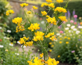 500 Birds Foot Trefoil Seeds - Lotus Corniculatus - Fast Growing Exotic Perennial Ground Cover Plant
