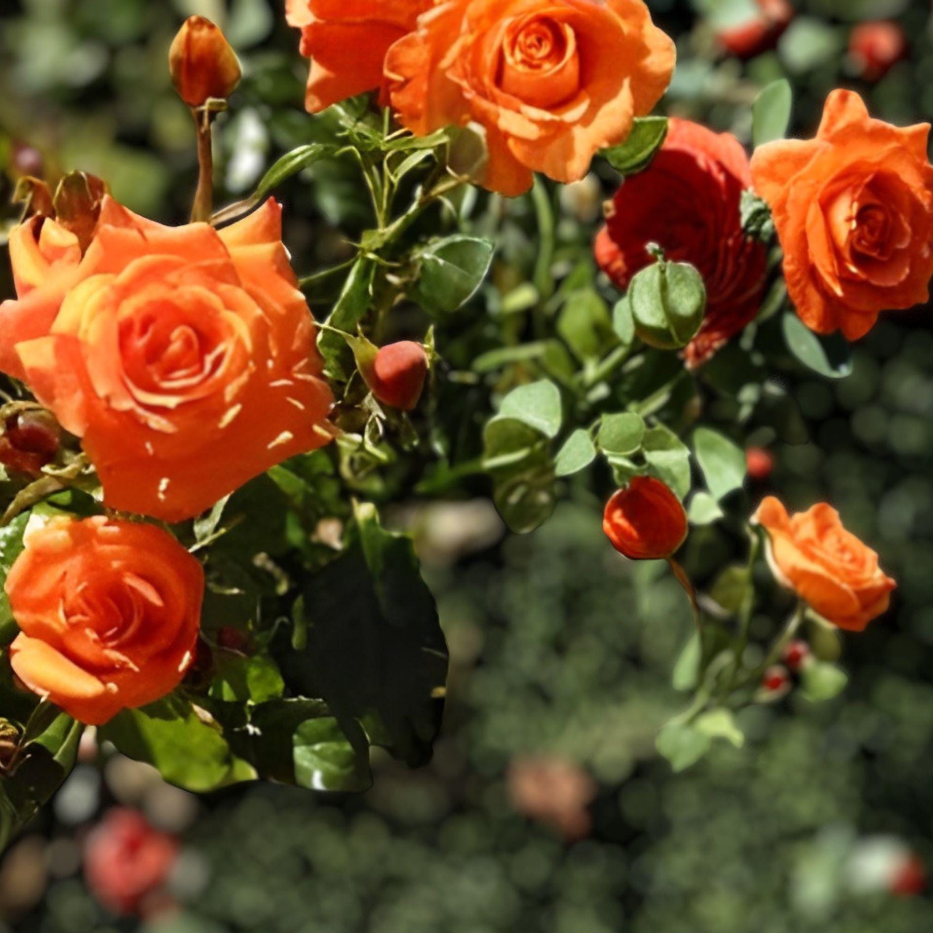 Marina Rose 1 Plant (1 Gal Size) – Floribunda Salmon Orange - Etsy