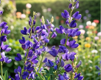 50 Indigo Bush Seeds - Indigofera amblyantha - Stunning Color for Planting