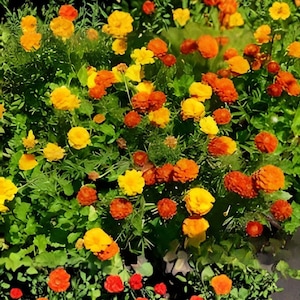 French Marigold 100 Seeds – Tagetes patula Petite Mixture