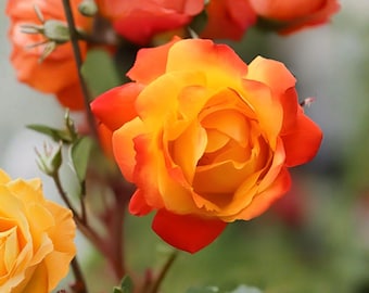 Climbing Pinata Rose 1 Plant 1 Gallon – Yellow Vermilion