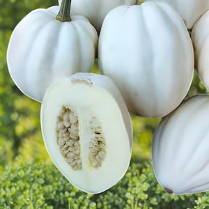 May include: A collection of white pumpkins, some whole and others cut open. The pumpkins have a smooth, ribbed exterior and a pale green stem. One pumpkin is cut in half, revealing seeds.