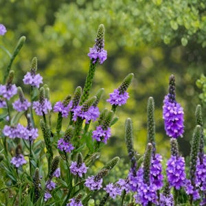 May include: Close-up of purple flowers with green stems and buds. The flowers are clustered together, creating a vibrant display against a blurred green background. The image showcases the natural beauty of the plant.