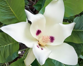 Big Leaf White Magnolia – Giant Leaves & Blooms | 1 Live Bare Root Sapling (6"+)