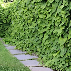 May include: A dense, vertical wall of vibrant green, heart-shaped leaves climbing and covering a structure. The foliage creates a thick, uniform screen of vegetation, positioned alongside a path of flat, grey stone pavers set into the grass.