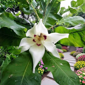 May include: A large white flower with pointed petals and a deep purple center, surrounded by broad, vibrant green leaves. The flower is positioned centrally, showcasing its delicate structure and contrasting dark markings at the base of the petals.