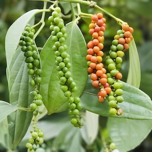May include: Close-up of a pepper plant with green leaves and clusters of peppercorns. Some peppercorns are green, while others are orange. The image shows the plant's natural state, highlighting the fresh peppercorns.