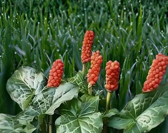 Lords and Ladies (Arum maculatum) – Unique Woodland Plant | 5 Live Bare Root Plants