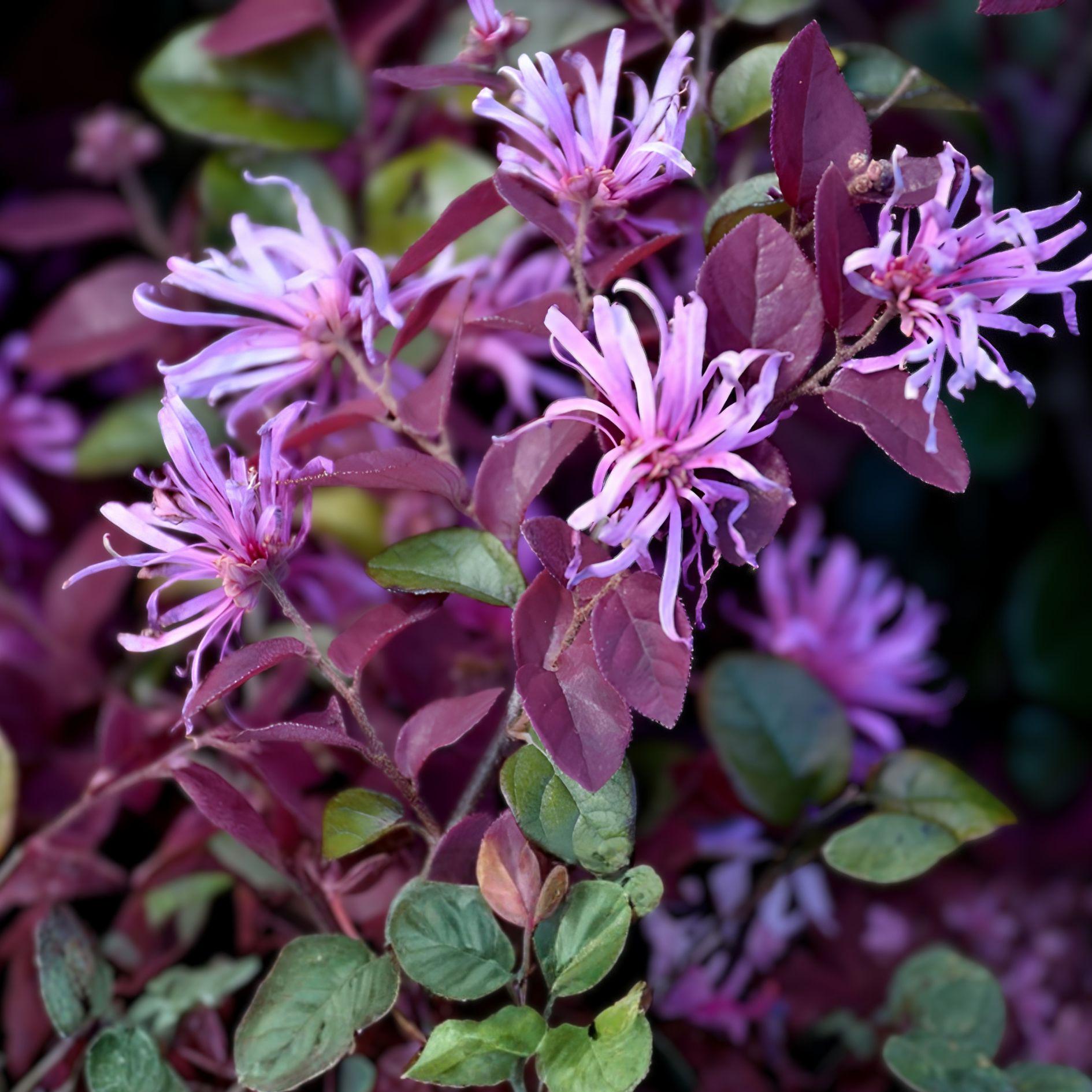 Ruby Loropetalum 1 Plant – Loropetalum Chinense - Etsy