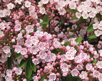 Pink Mountain Laurel Live Plant – Bare Root Shrub (1 Ft+)