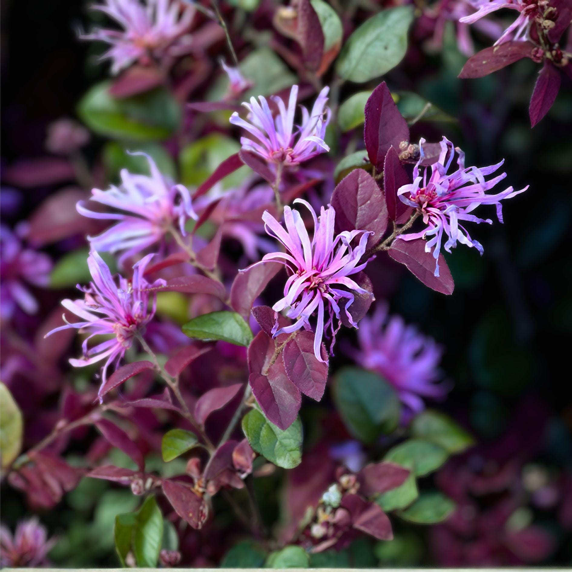 Ruby Loropetalum 1 Plant – Loropetalum Chinense - Etsy