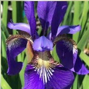 Japanese Iris ‘Caesar’s Brother’ – Deep Purple Blooms | 3 Live Bare Root Rhizomes