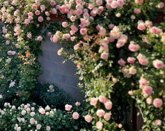 Wild Pink Climbing Rose – Hardy & Easy Care | 1 Live Bare Root Plant (6–12")