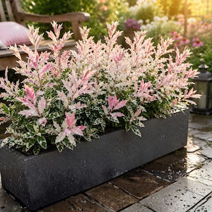 May include: A rectangular dark gray planter box containing a dense shrub with variegated leaves. The foliage features a mix of deep green, white, and vibrant pink colors, with the pink tones concentrated on the new growth at the top of the plant.