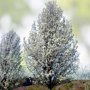 May include: A close-up of a tree in full bloom, showcasing a profusion of white flowers. The tree's branches are laden with blossoms, creating a dense, textured appearance. The background is a soft, blurred green, highlighting the tree's vibrant display.