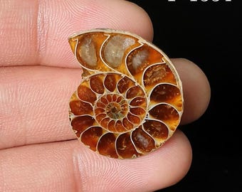 生のアンモナイト アンモライト化石 虹色の虹彩オパール化アンモナイト