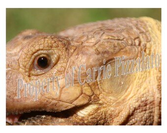 Sulcata Schildkröte Makro Druck • Reptil Nahaufnahme • Digitaler Download