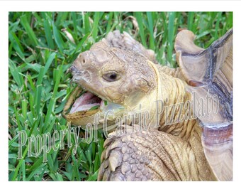 Sulcata Spur Oberschenkel Schildkröte • Gähnende Nahaufnahme • Exotische Reptil Fotografie • Wild Kunst • Digital Download