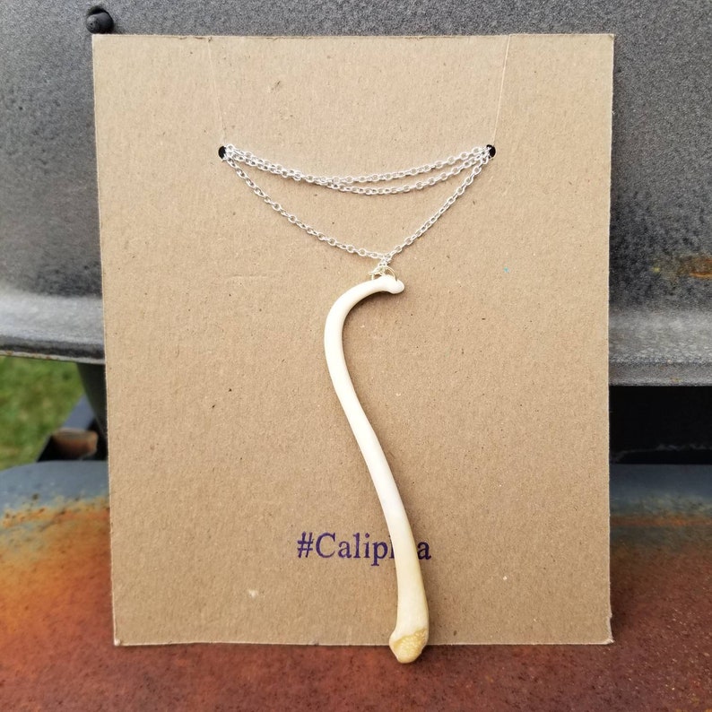 Raccoon Baculum Penis Bone Necklace Sterling Silver Chain Oddities raccoon-baculum-penis-bone-necklace-sterling-silver-chain-oddities