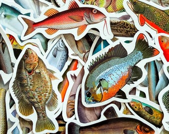 Pack of 50 Fish Stickers, Vintage Fish Art Stickers, Ocean Marine Stickers, Fishing Stickers, Waterproof Stickers for Adults, Collectors