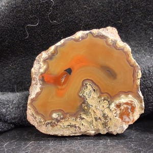May include: A polished agate slice featuring concentric bands of amber, orange, and brown hues. The stone displays a translucent center with a distinct bright orange inclusion and a textured, crystalline mineral formation along the lower edge.