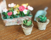 Dollhouse miniature plant- TWO Succulent plants