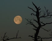 Ancient Ones, Full Moon photo, moon phase print, early morning sky, oak tree branch sillhouette, golden moon, moonset, December moon & tree