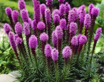 Lila lodernde Stern-Blumenzwiebeln - Stauden-Blumenarben (5er Pack)