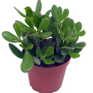 Puede incluir: Una planta de jade con hojas verdes gruesas, carnosas y ovaladas con bordes rojizos sutiles, plantada en una maceta de plástico color granate sólido llena de tierra oscura, aislada sobre un fondo blanco liso.