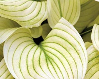 White Feder Hosta Bareroot - Seltene mehrjährige Gartenpflanze