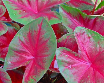 Pinky Promise Caladium Zwiebeln - Ausgefallene Elefantenohrbirnen zum Bepflanzen (6er-Pack)