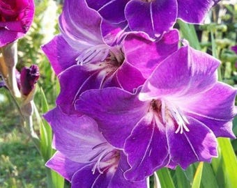 Gladiolenbollen – paarse tot blauwe zomerbloembollen (10 stuks)