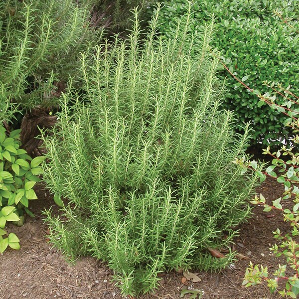 Rosemary, Upright (Rosmarinus officinalis) potted plant, Non GMO