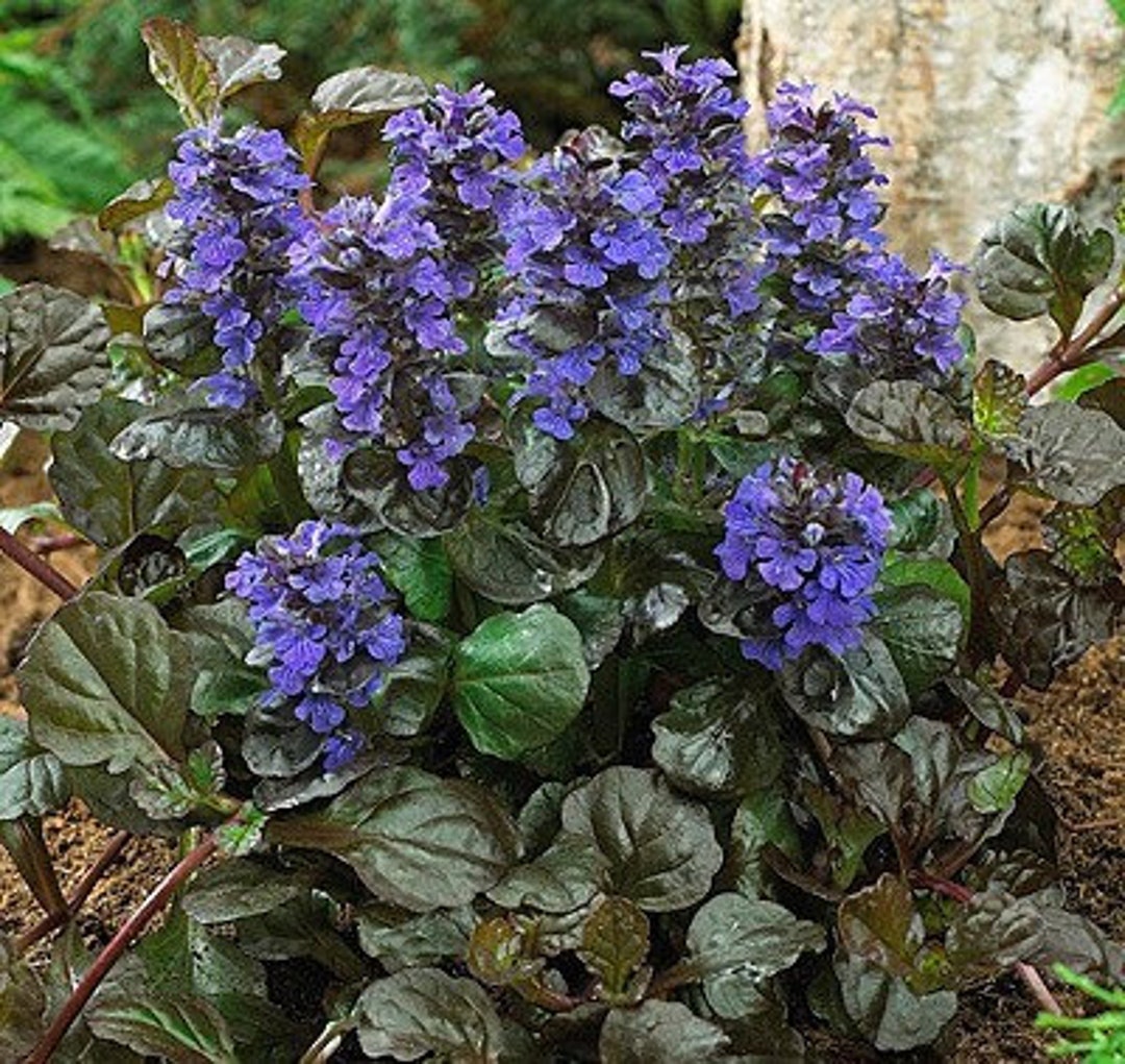 Organic Bronze Beauty 'ajuga Reptans' Sicklewort - Etsy