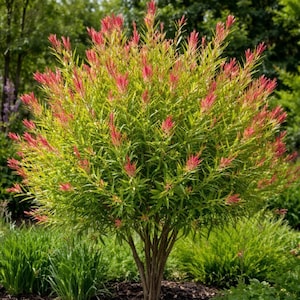 Puede incluir: Un arbusto exuberante con hojas verdes y flores rojas y plumosas. La planta tiene una base de múltiples troncos y está rodeada de hierba verde y otras plantas. La imagen está tomada al aire libre con luz natural.