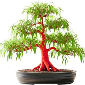 May include: A bonsai tree with a vibrant red trunk and branches, and lush green foliage. The tree is planted in a dark gray, oval-shaped pot filled with small, dark brown pebbles. The tree's leaves are long and slender.