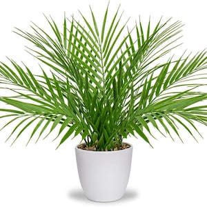 Briful Artificial Palm Plant in White Pot – Real Touch Faux Tropical Tree